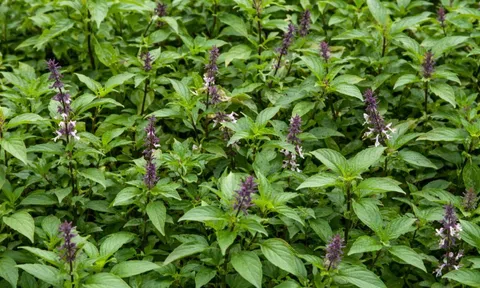 Loài cây được ví như “nữ hoàng thảo mộc”, trồng đầy vườn nhưng thường bị gọi sai tên