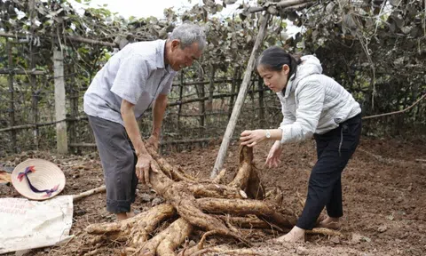 Loại củ được gọi là “sâm trắng” ở Hưng Yên: Mỗi gốc nặng cả tạ, giúp nông dân thu tiền triệu