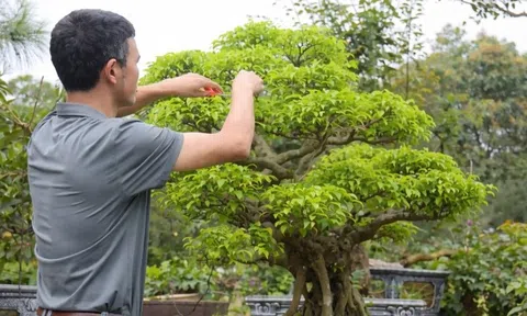 Nghề cây cảnh giúp làng Gò Móc, Thái Nguyên đổi đời