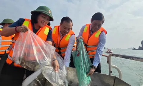 Thả 1,3 triệu con giống xuống biển Cát Bà để phục hồi nguồn lợi thủy sản