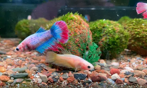 Nuôi cá cảnh ở đặc khu Phú Quốc, tỉnh An Giang: Từ niềm đam mê đến cơ hội kinh doanh