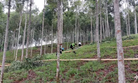 Thái Nguyên phát triển quế, hồi thành cây lâm nghiệp mũi nhọn