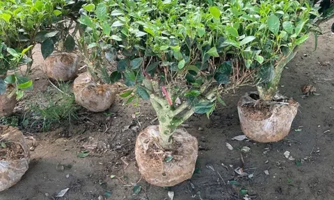 Cây chè Phú Thọ - Hành trình từ giá trị tiêu dùng đến Bon sai đẹp mắt