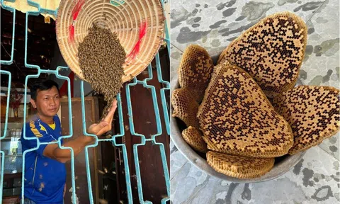 Thuần hóa ong rừng nuôi trong vườn nhà, làm tổ cả trong nón lá