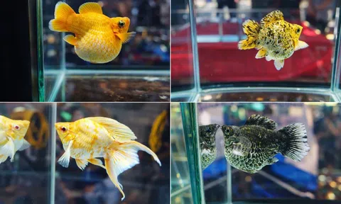 Sôi động Hội thi cá cảnh Đồng Tháp lần thứ V: Khẳng định vị thế làng nghề hơn nửa thế kỷ