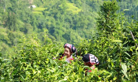 Lào Cai gỡ khó tiêu thụ chè trong bối cảnh xuất khẩu biến động