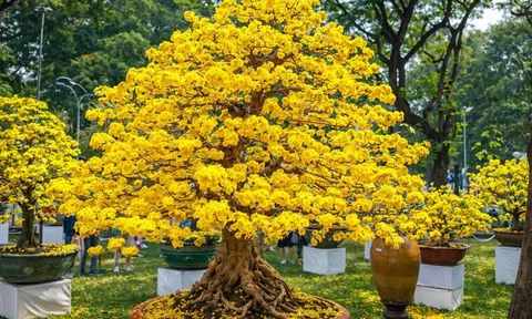 Hoa mai sau Tết muốn nở kín cành, đừng quên 3 bước phục hồi quan trọng