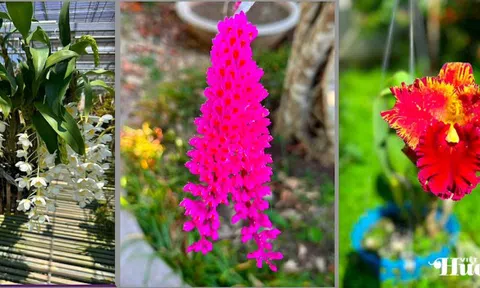 Nghệ nhân Bùi Quốc Việt và khu bảo tồn hoa lan trên cao nguyên Đắk Lắk