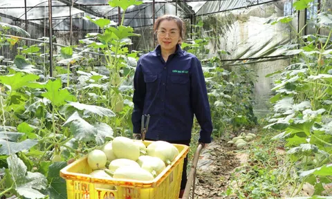 Trồng loại quả này, nhiều HTX Lâm Đồng đạt doanh thu tiền tỷ, lao động nhận lương cao bất ngờ