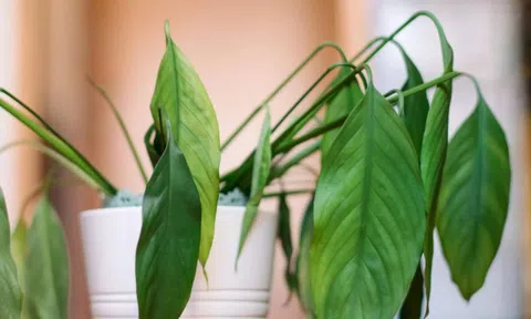 Cây hoa héo rũ vẫn có thể “hồi sinh” nếu làm đúng 4 điều này