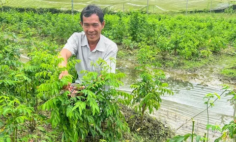 Nông dân Cần Thơ thu 300 triệu đồng/năm nhờ trồng rau ngót kết hợp luân canh