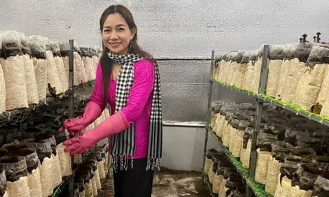 Cô giáo tiếng Anh ứng dụng công nghệ vào trồng nấm OCOP, vươn lên làm kinh tế giỏi