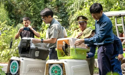 Tái thả 4 loài chim quý về rừng nguyên sinh Phong Nha – Kẻ Bàng