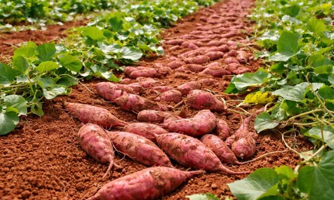 Củ quen giá rẻ, ăn đúng cách giúp sống khỏe, thọ lâu