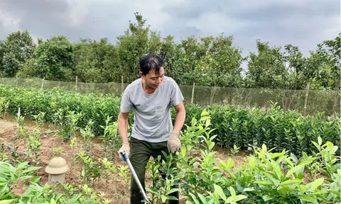 Nghề ươm cây giống ở Hưng Yên: Hướng đi hiệu quả từ đất bãi