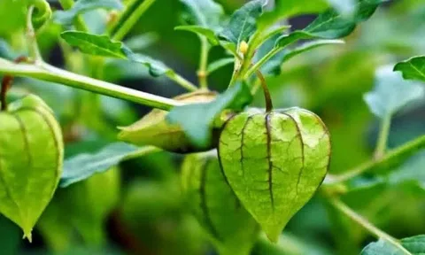 Loại rau dại mọc đầy ở quê Việt, được xem là vị thuốc tốt, có người ví ngang nhân sâm