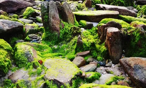 Hà Tĩnh: Bức tranh thiên nhiên tuyệt đẹp từ rêu xanh phủ kín bờ kè biển