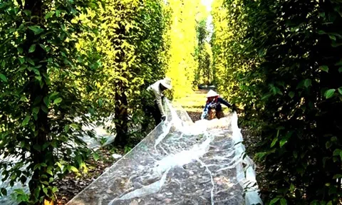 Giải pháp đơn giản giúp nông dân tiết kiệm hàng chục triệu đồng mỗi vụ tiêu