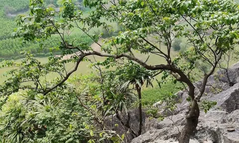 Cảnh báo từ những gốc muội hồng bị ‘săn’ trong rừng