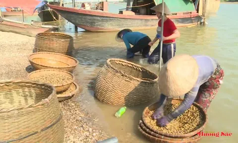 Làng đãi hến hơn 300 năm vẫn đỏ lửa mưu sinh bên dòng Sông La