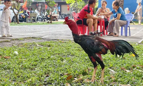 Gà nòi Đòn: Từ di sản văn hóa đến hệ sinh thái kinh tế nông nghiệp