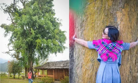 Cây sa mu đại thụ hơn 1.000 năm tuổi ở Sơn La thu hút khách du lịch