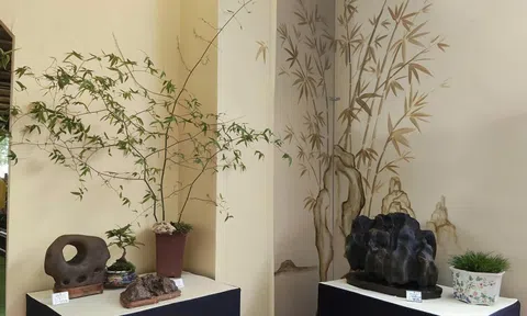 Triễn lãm mùa xuân Triệu Điền 2026: Khi đá cảnh Suiseki và bonsai cùng kể chuyện đời