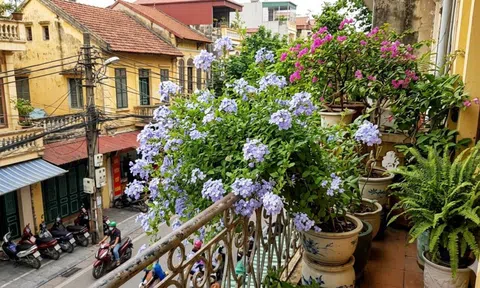 Loài hoa biến ban công thành thiên đường mà không cần chăm sóc