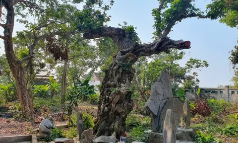 Khám phá cây nhãn hơn 600 tuổi tại đền Gắm, Hải Phòng