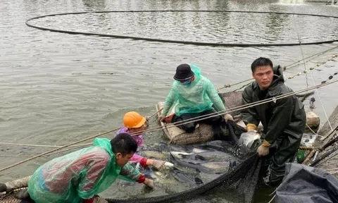 Đầm nước lợ ven sông thành “mỏ vàng” thủy sản ở Hải Phòng: Cứ 1 ha thu 3-4 tỷ đồng
