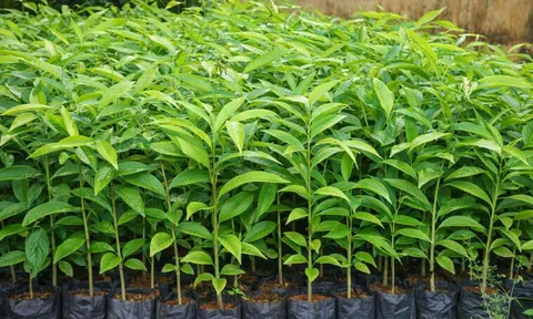 Minh bạch thủ tục nhập khẩu cây có bầu đất, kiểm soát rủi ro dịch hại