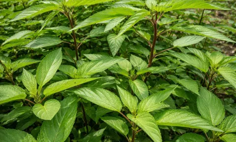 4 loại rau bổ máu không kém thịt bò, món đứng đầu còn tốt cho tim và dạ dày