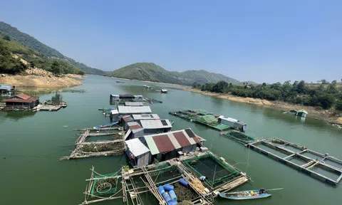 Nuôi cá lồng trên dòng sông Sêrêpốk