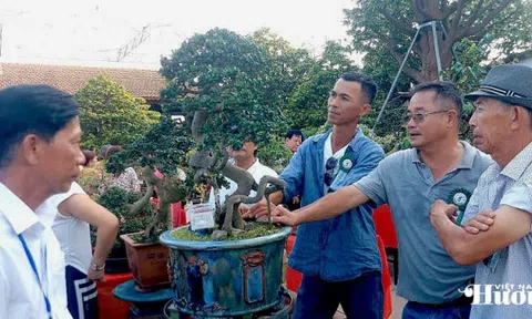 Đá cảnh Duy Xuyên “xuất ngoại”: Từ dòng Thu Bồn đến sân khấu toàn cầu