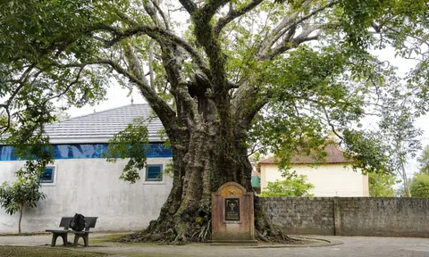 Kỳ lạ 5 cây thị cổ thụ gần 700 năm tuổi rỗng ruột vẫn xanh tốt, mỗi năm cho quả đều