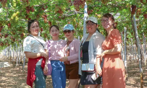 Khánh Hòa: Làng nho Thái An hút khách, nông dân vừa bán trái vừa ‘bán cảnh quan’ thu trăm triệu mỗi năm