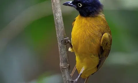 TP HCM siết quản lý chim cảnh, yêu cầu chứng minh nguồn gốc