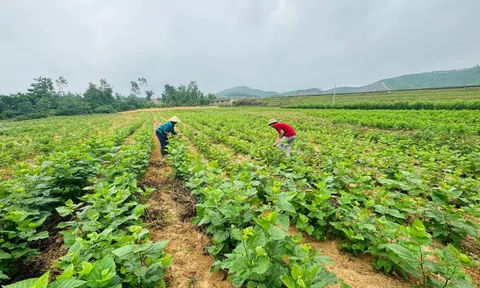 Chuyển đất kém hiệu quả sang nuôi tằm, nhiều hộ Hà Tĩnh thu trăm triệu mỗi năm