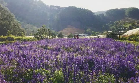 Oải hương: Bản giao hưởng của sắc tím và mùi hương vĩnh cửu
