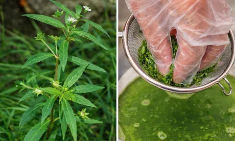 Cây thuốc mọc đầy vườn nhưng bị xem là cỏ dại, hóa ra là “kho dược liệu” quý