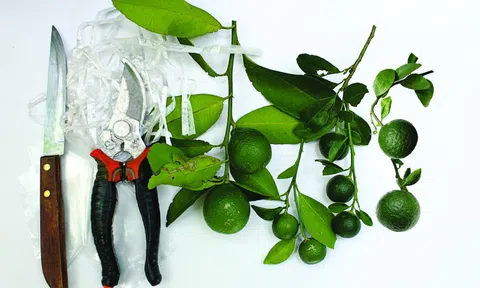 Nghệ thuật ghép cây cảnh: Kỹ thuật ghép cành "đánh lừa" cây chủ