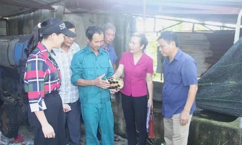 Nuôi con cứ động là rụt cổ, cầm lên ai cũng tò mò, chủ trại ở Thanh Hóa thu tiền tỷ