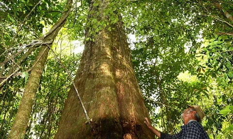 Ấn tượng cây 1.300 năm tuổi trong rừng nguyên sinh Lâm Đồng