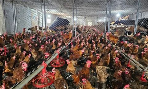 Gà kiến: đặc sản bản địa và cơ hội làm giàu bền vững