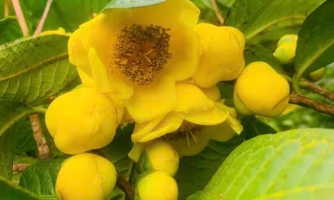 Từ vườn dược liệu đến trải nghiệm học đường: Mô hình sinh thái mở lối giáo dục nông nghiệp