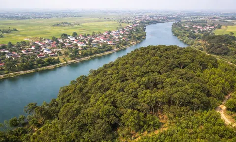 Cánh rừng gỗ quý 4 ha được gìn giữ qua 6 thế kỷ ở Quảng Trị