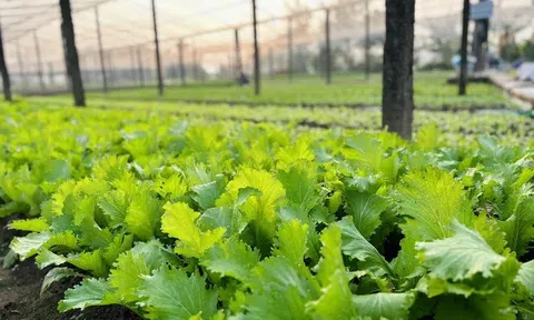 Gỡ “nút thắt” cho vùng rau chuyên canh Hà Nội: Thí điểm truy xuất số, siết quản lý bằng công nghệ
