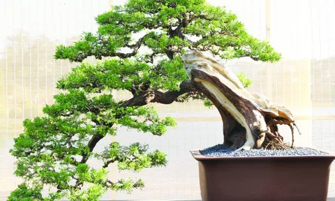 Định giá Bonsai: 10 tiêu chí cốt lõi của người chơi chuyên nghiệp