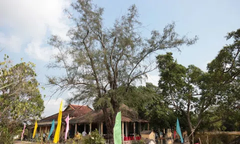 Cây phi lao hơn 120 năm tuổi được công nhận Cây Di sản Việt Nam