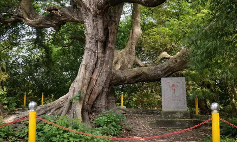 Tỉnh An Giang sau sáp nhập có 25 cây cổ thụ được công nhận Cây Di sản Việt Nam